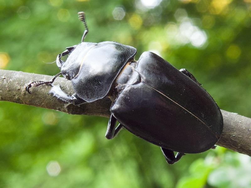 Lucanus cervus (Linnaeus, 1758)